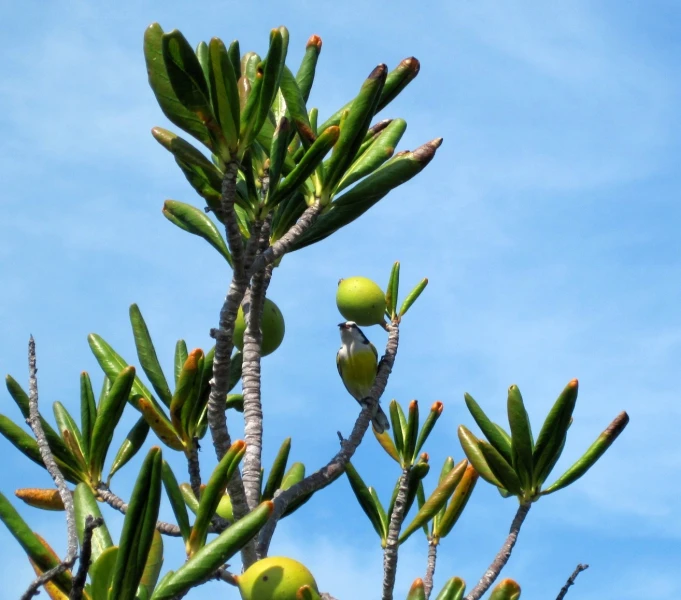 an image of a tropical tree in the day