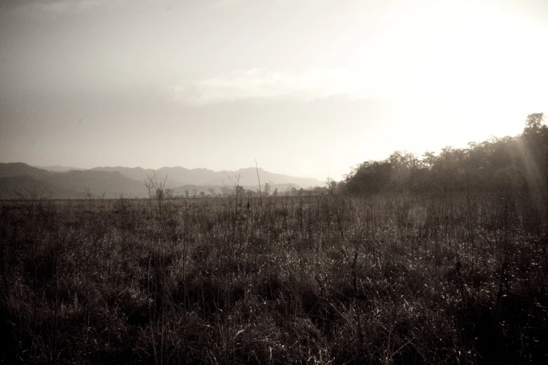 there is a large field with small trees in the distance