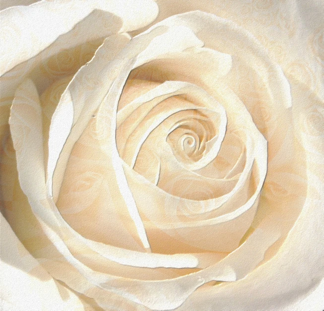 a white rose has a spiral center