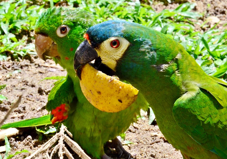 two tropical parrots are fighting over soing