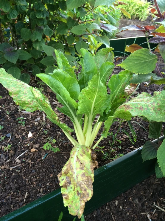 a large leafy plant sitting in the dirt