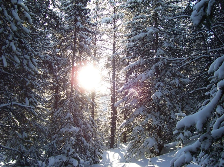 the sun is shining through the trees covered in snow