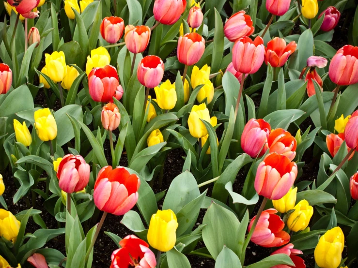 an arrangement of colorful tulips grow in a field