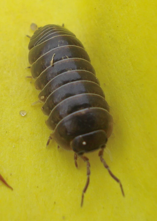 a close up of a insect with two bugs on it