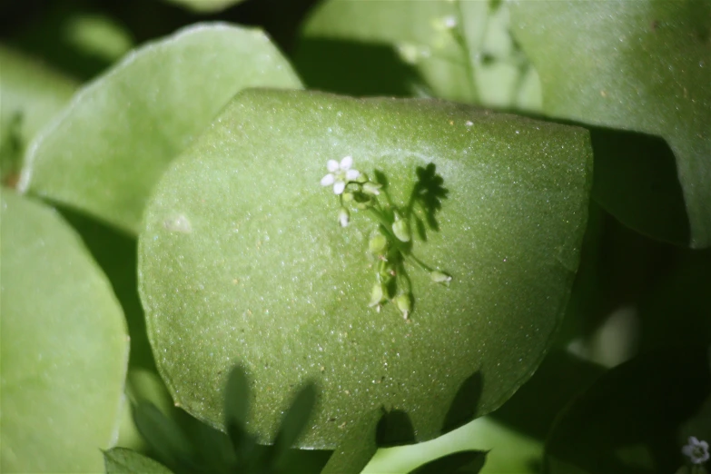 a green, fruit type plant with tiny white flowers