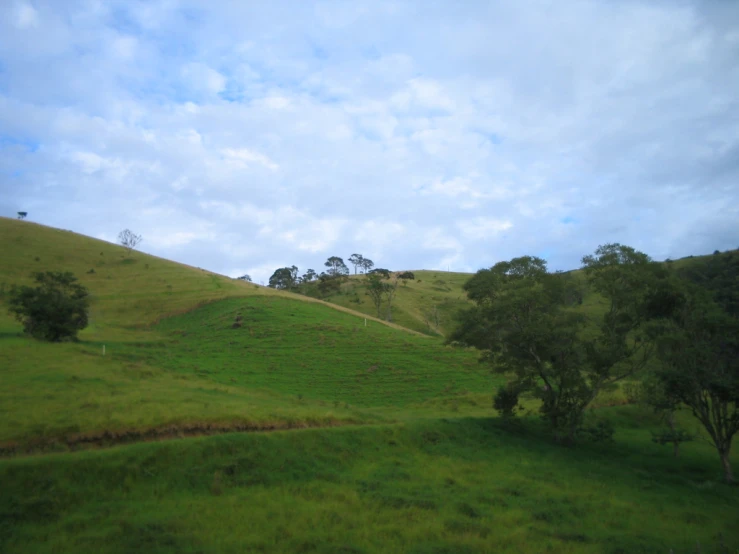 several trees in the distance on a hillside