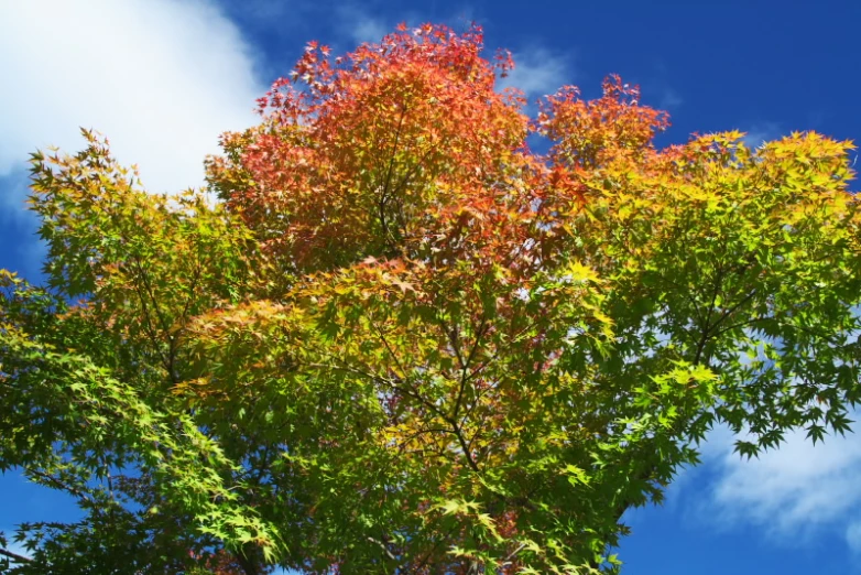 an upward view of several different trees in the shade