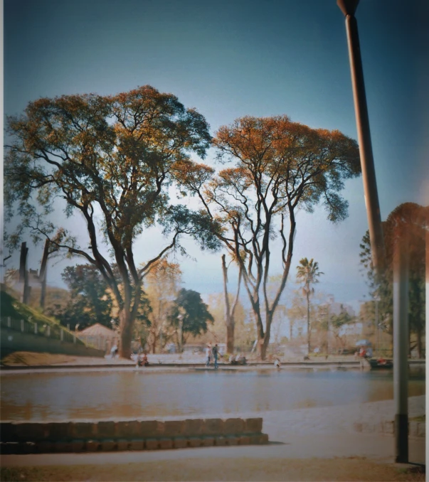 several trees and street lamp near the ground