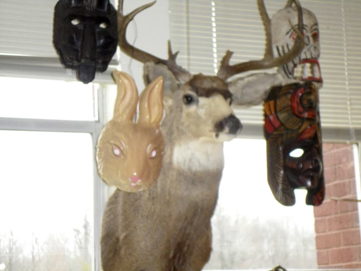 two deer heads hanging from hooks next to a window