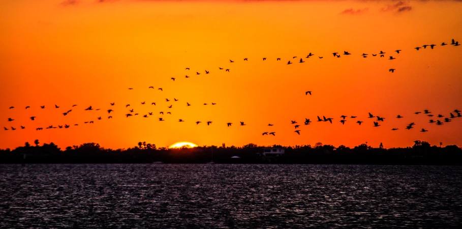 a flock of birds flying over the water at sunset