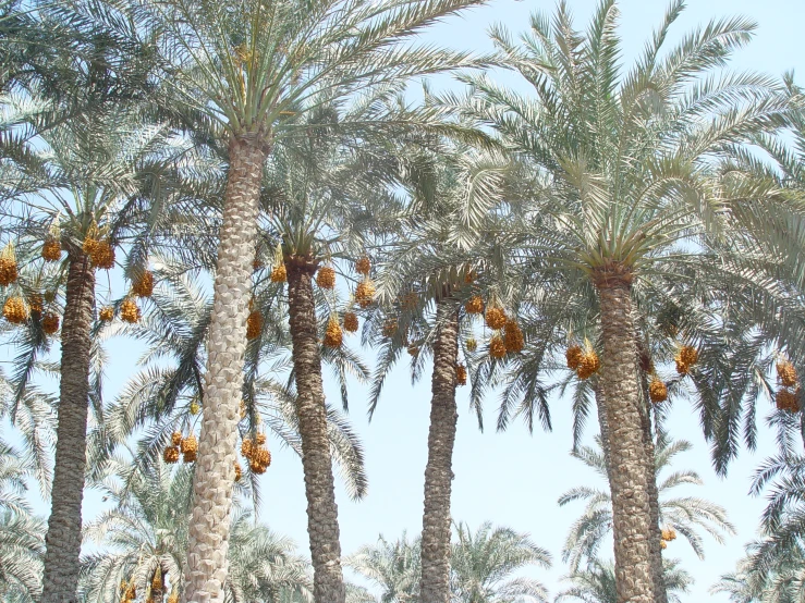 a group of palm trees on a sunny day