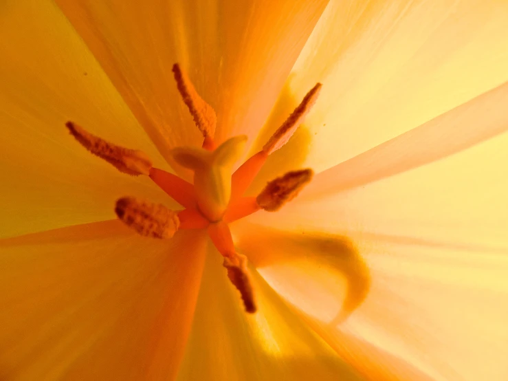 a close up view of the center of a flower