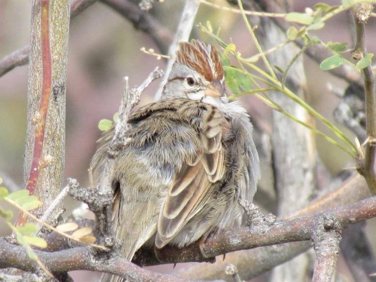 a bird with an ornate head and wing sitting on a tree nch