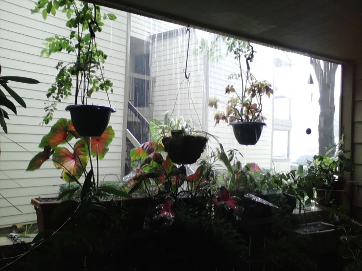 lots of plants in pots on the back porch