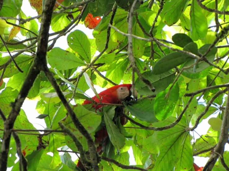 red parrot perched on a tree nch with lots of green leaves