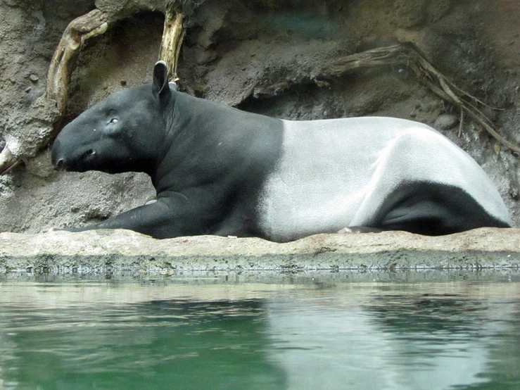 an animal resting on a rock near water