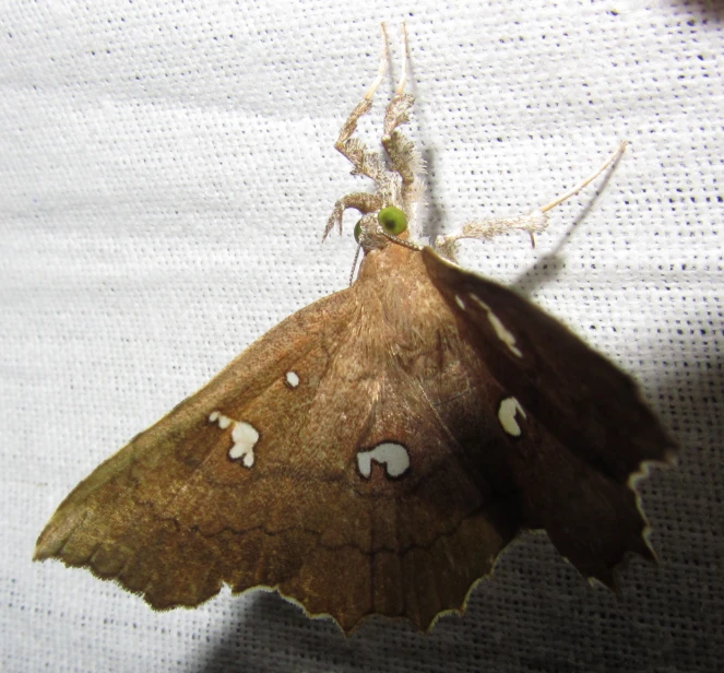 a large brown moth with white dots on its wings