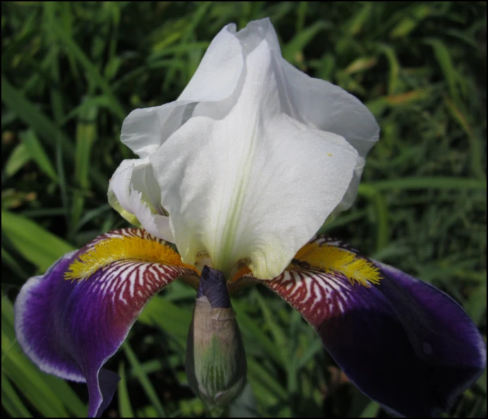 a white flower with purple and yellow tips