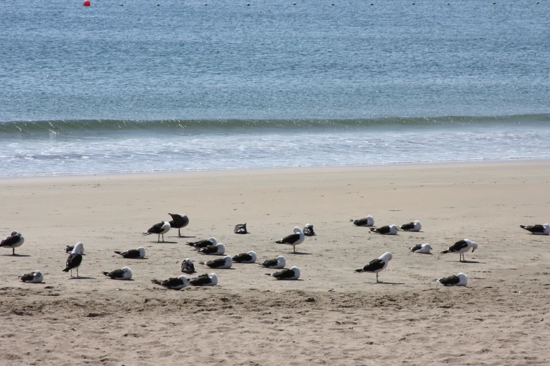 many birds are on the sand by a beach