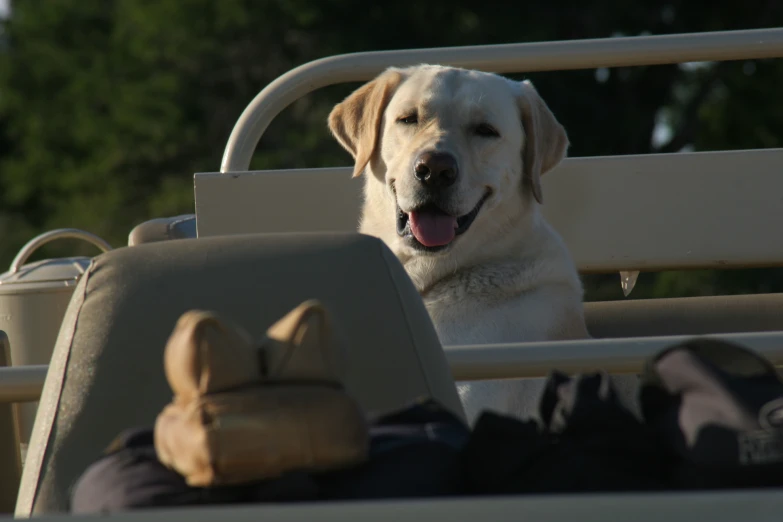 a dog sits in the back seat of a vehicle