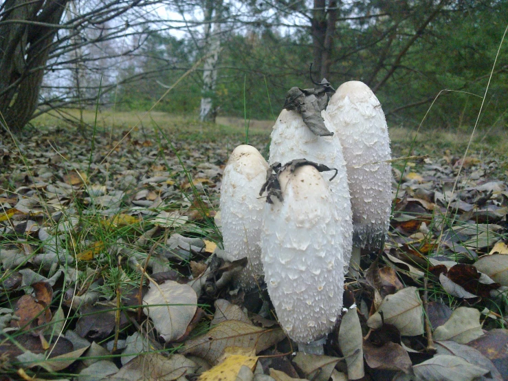two birds perched on some very thin white mushrooms