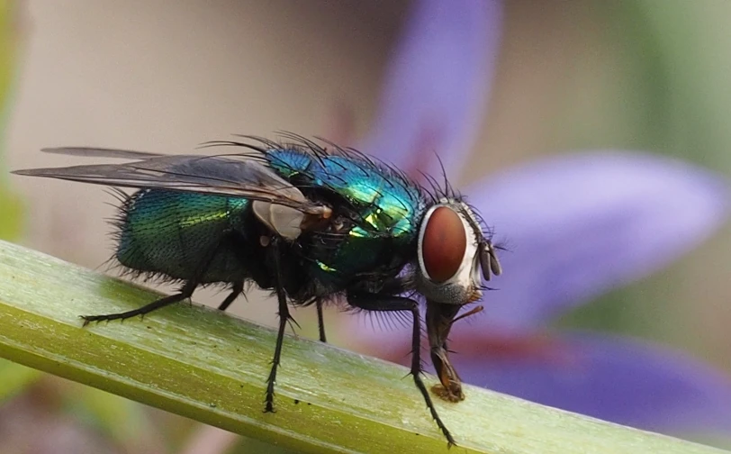 blue flies resting on top of purple flowers