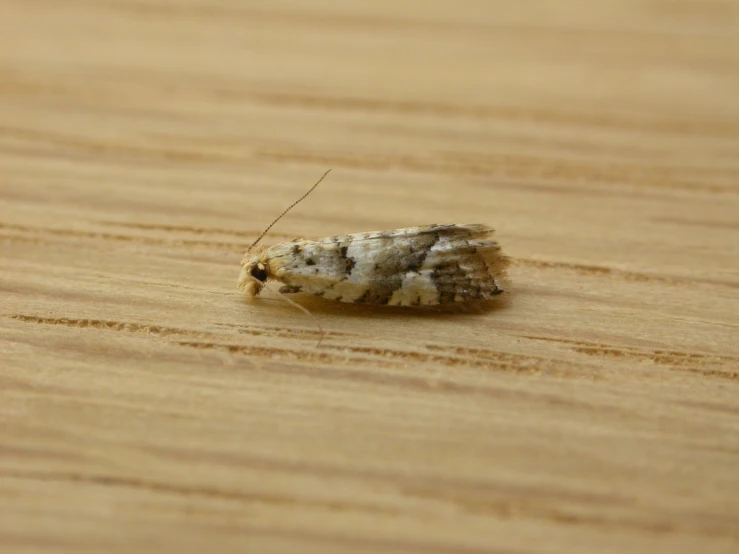 a moth sitting on top of a wooden surface