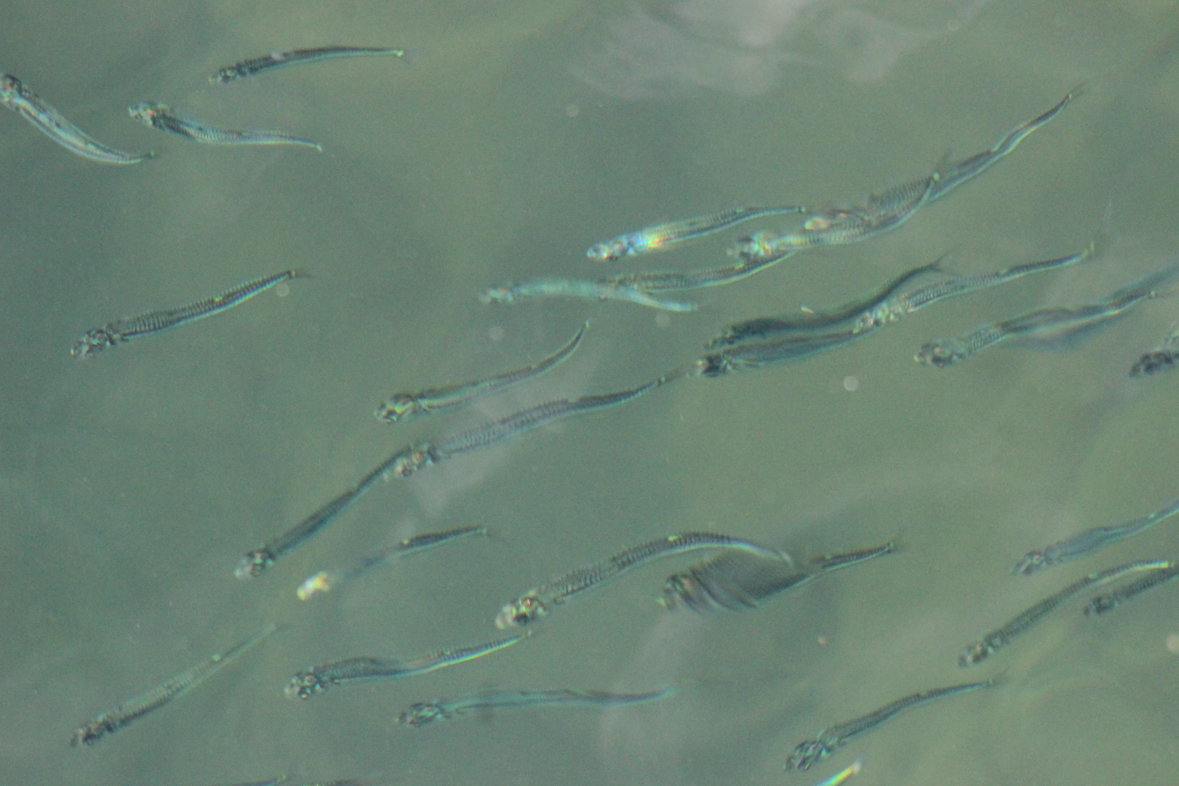 there are many fish swimming and swimming together