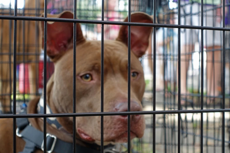 a dog is looking at its owner from behind the bars of a cage