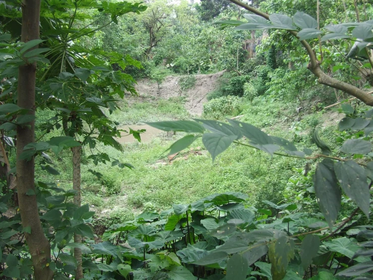 a lush green forest filled with lots of trees