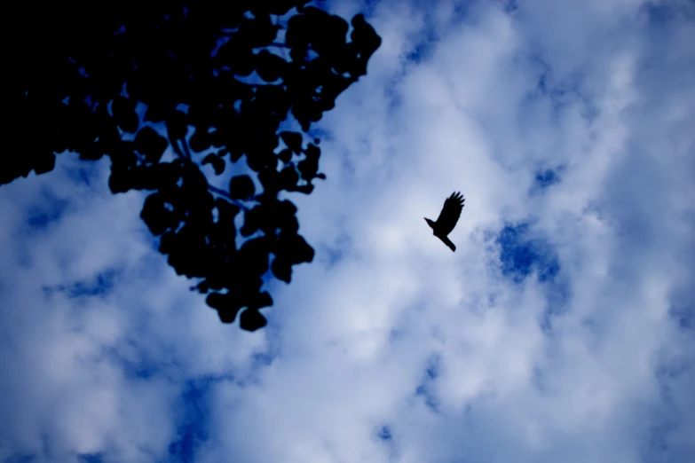 a large bird flying over a tree covered forest