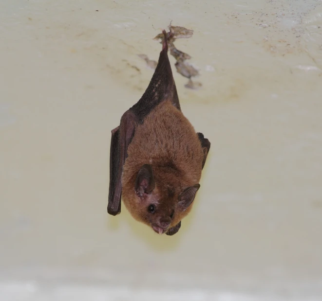 a small bat with large wings on the bottom of it's body