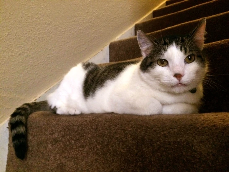 a black and white cat laying down on a stair tread