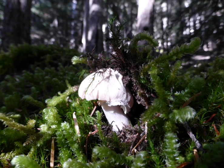 a mushroom in the middle of a forest