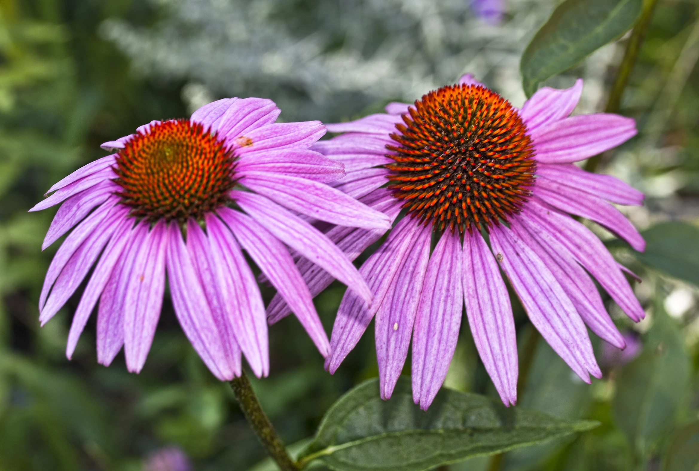 the purple flowers are very colorful and attractive