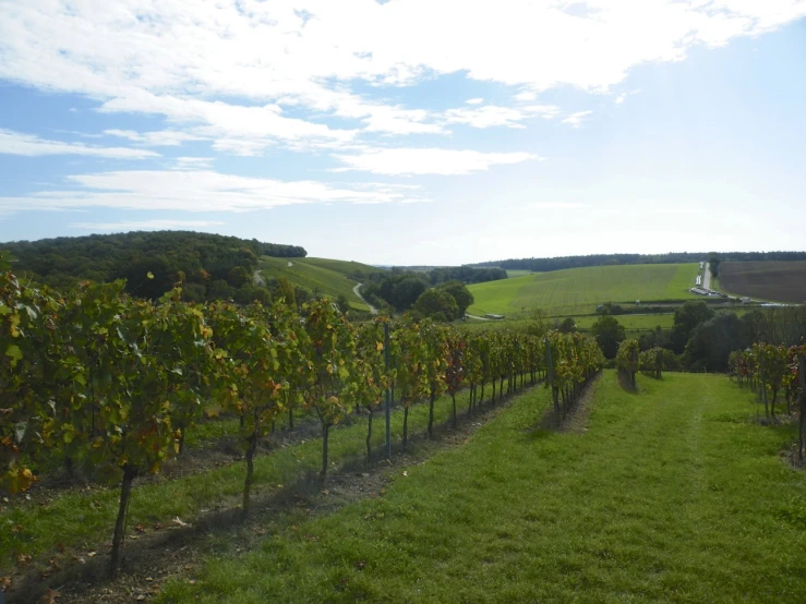 a row of trees planted along a green field