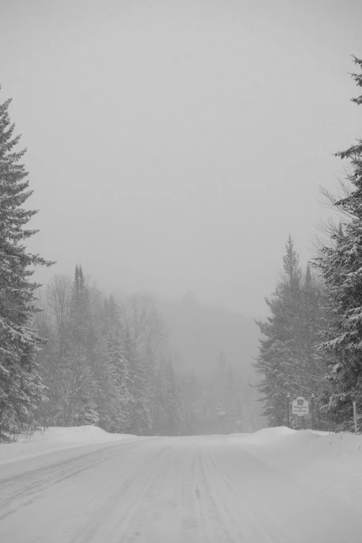 the foggy road near some evergreen trees has snow