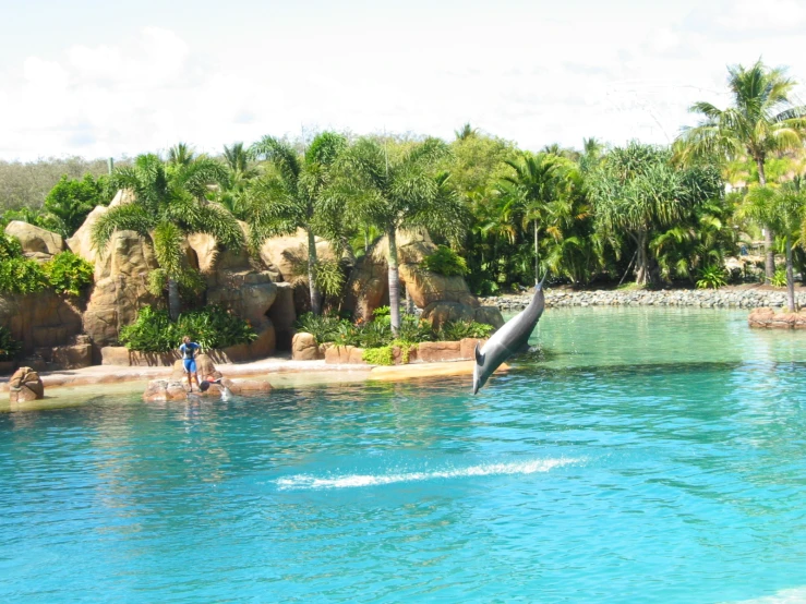 a whale jumps out of the water near the water