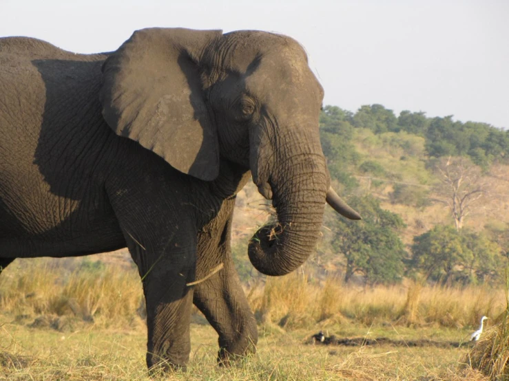 an elephant is in the wild walking towards the camera
