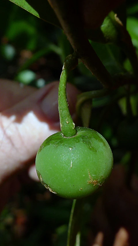 the green fruit is on the stem in the plant