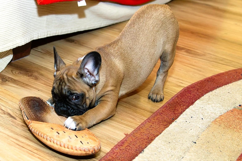 dog on the floor playing with a wooden shoe