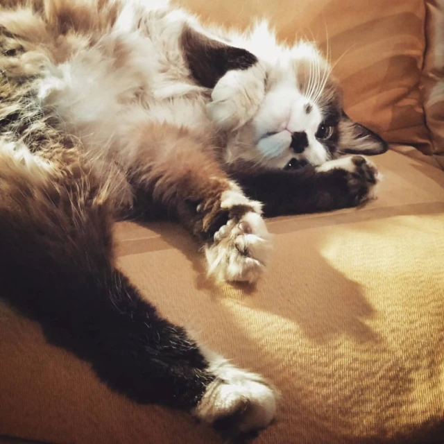 a fluffy cat is lounging on its back on the couch