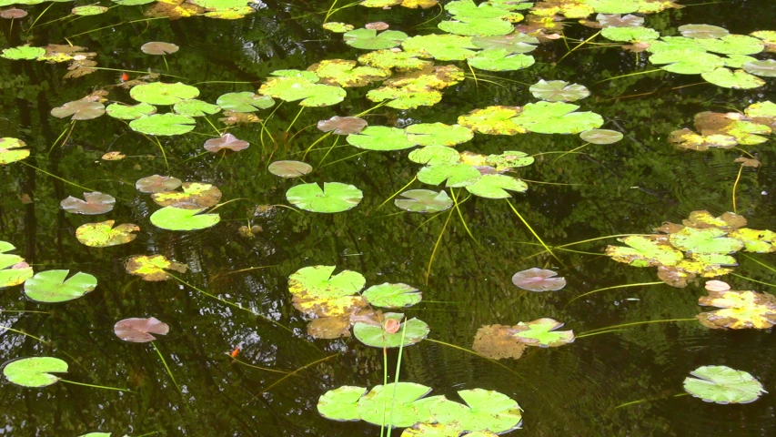 water lilies are floating in the water with the leaves still on them