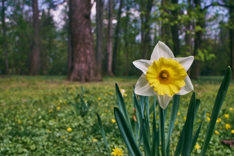 a daffodil blossom with a single blooming flower in the foreground