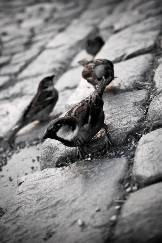 three birds are standing on the cobblestone in front of a brick wall
