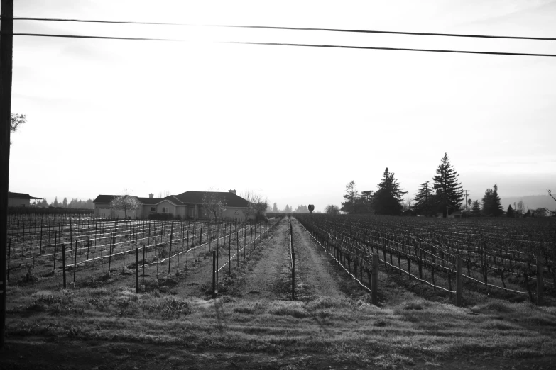 a dirt road between two rows of vineyards