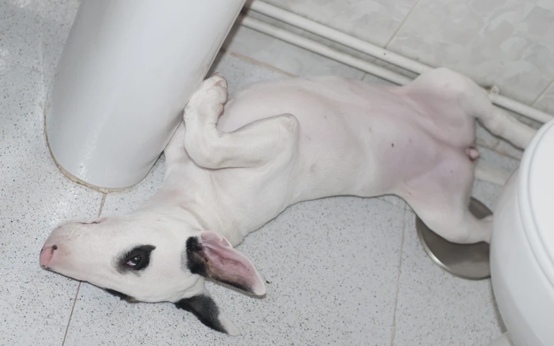 a white dog lays down on the floor in a bathroom