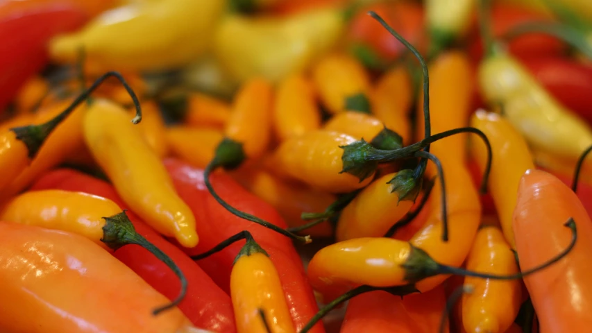 colorful peppers are scattered together with thin green stems