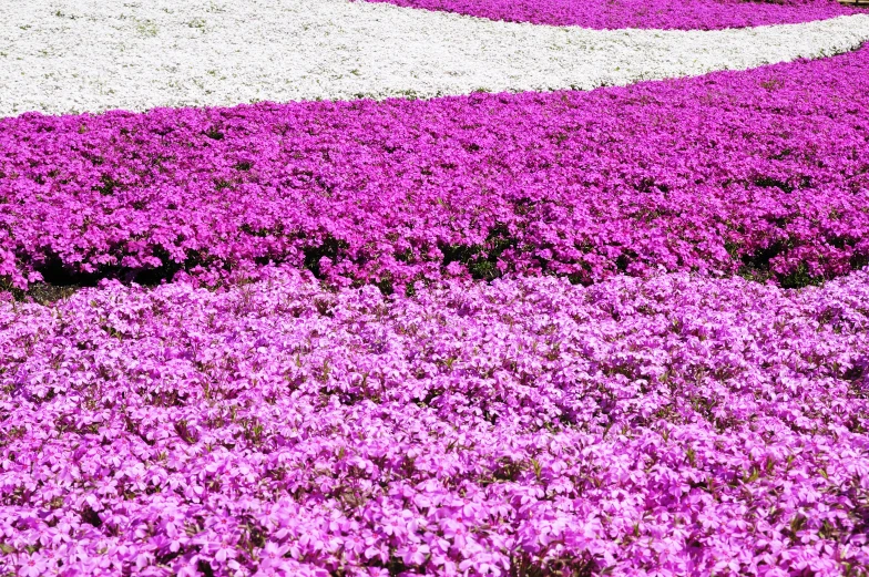 there is a bench next to a field with purple flowers