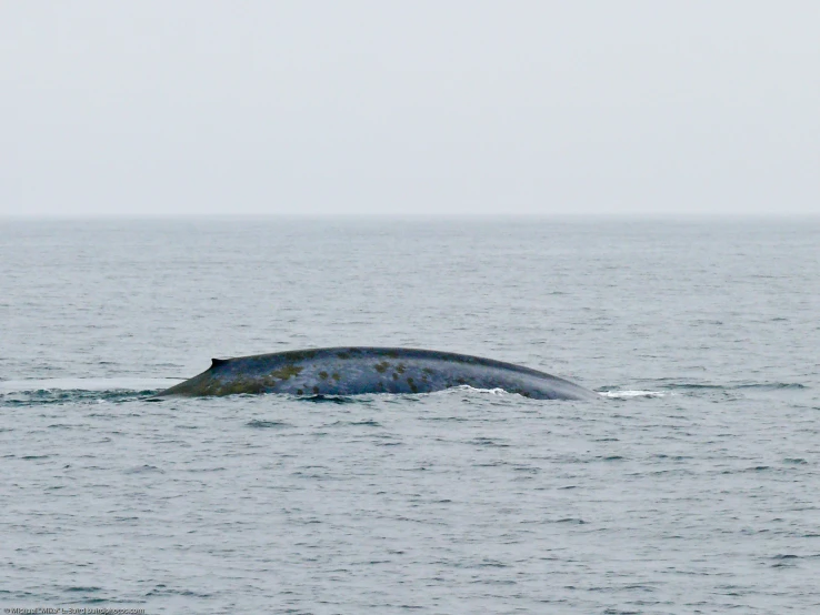 an animal that is swimming in the water